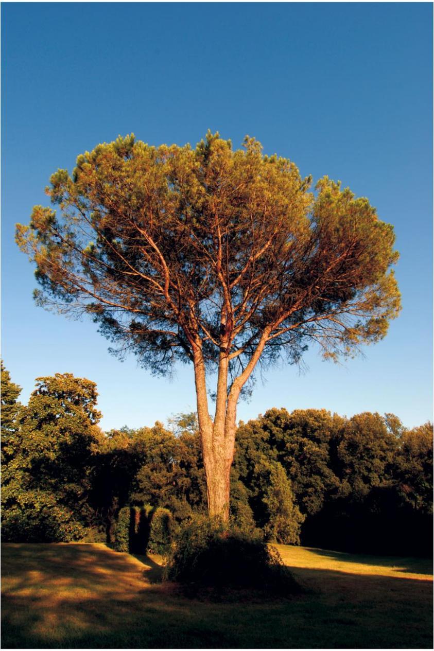 לוקה Fattoria Agriturismo Bigongiari מראה חיצוני תמונה