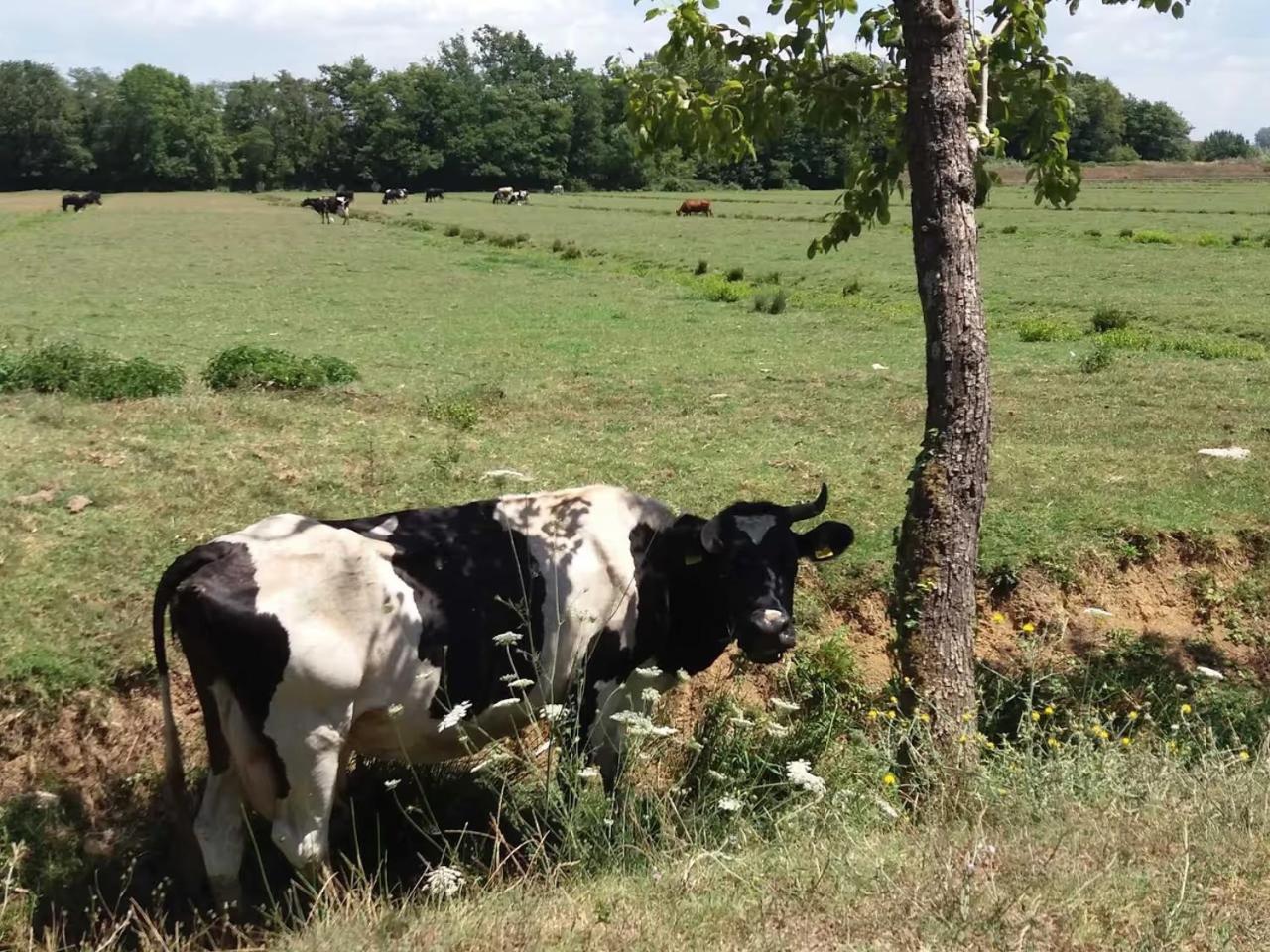 לוקה Fattoria Agriturismo Bigongiari מראה חיצוני תמונה