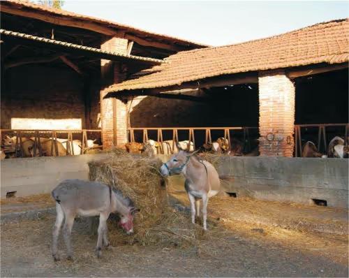 לוקה Fattoria Agriturismo Bigongiari מראה חיצוני תמונה