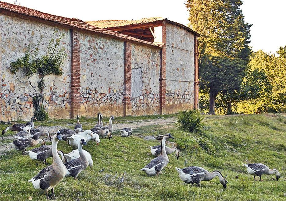לוקה Fattoria Agriturismo Bigongiari מראה חיצוני תמונה